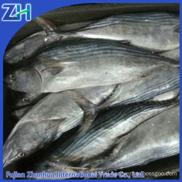 Sarda orientalis stripe tuna frozen bonito fish with prices 750g up